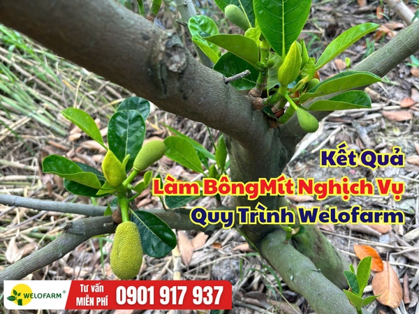 🌸 Kết Quả Làm Bông Mít Ruột Đỏ Nghịch Vụ Tại Miền Tây