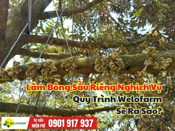 ✨ Làm Bông Sầu Riêng Nghịch Vụ Theo Quy Trình Welofarm Sẽ Ra Sao?