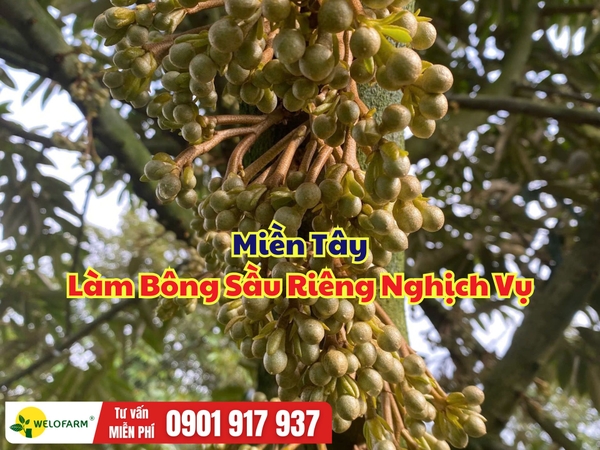 Miền Tây - Làm Bông Sầu Riêng Nghịch Vụ 2026