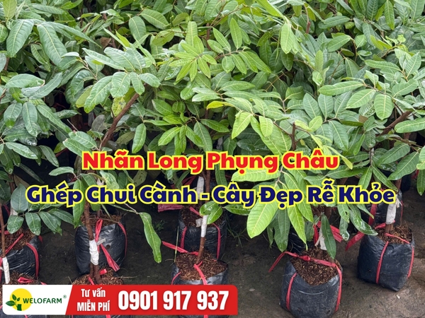 Nhãn Long Phụng Châu Ghép Chui – Cây Khỏe, Rễ Mạnh, Sẵn Sàng Xuống Giống