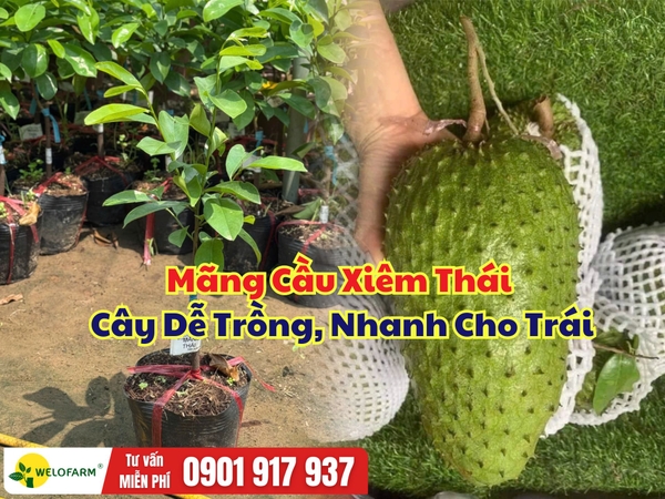 Mãng Cầu Xiêm Thái – Giống Cây Dễ Trồng, Nhanh Cho Trái Và Phát Triển Khỏe