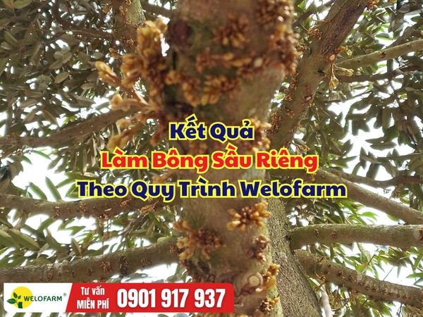 🌸 Kết Quả Làm Bông Sầu Riêng Nghịch Vụ Theo Quy Trình Welofarm