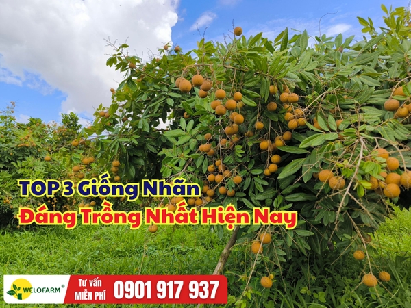 ⚡ TOP 3 Giống Nhãn Đáng Trồng Nhất Hiện Nay Cho Hiệu Quả Kinh Tế Cao