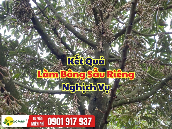 🌸 Kết Quả Làm Bông Sầu Riêng Theo Quy Trình Welofarm