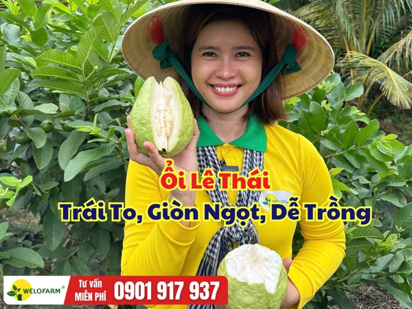 Ổi Lê Thái – Giống Ổi Dễ Trồng, Trái To Giòn Ngọt, Phù Hợp Trồng Chậu