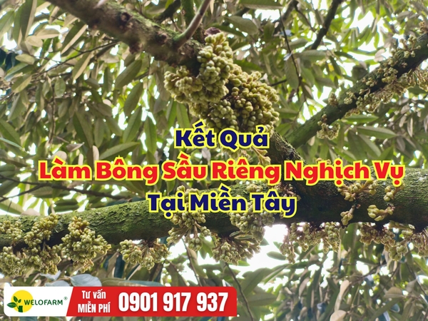 🌸 Kết Quả Làm Bông Sầu Riêng Nghịch Vụ Tại Miền Tây 