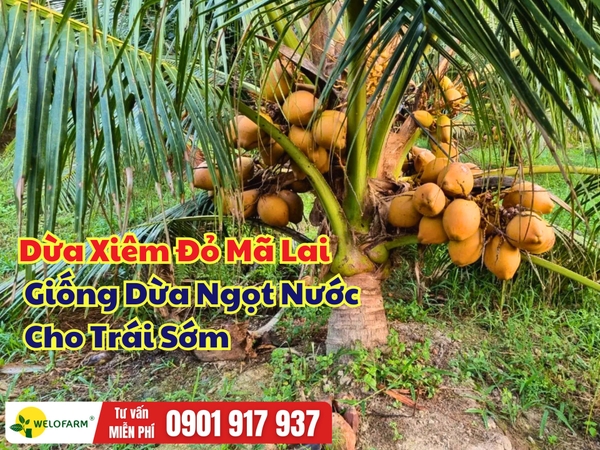Dừa Xiêm Đỏ Mã Lai – Giống Dừa Cho Trái Sớm, Nước Ngọt Đậm, Đầu Ra Ổn Định