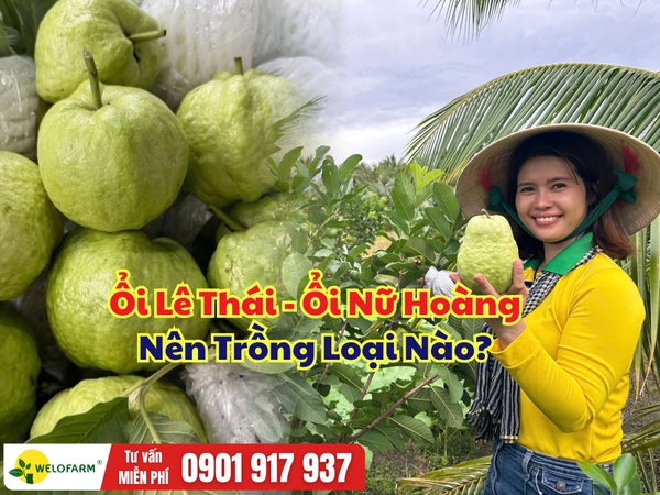 Ổi Lê Thái Hay Ổi Nữ Hoàng? Giống Ổi Nào Phù Hợp Để Trồng Kinh Tế?