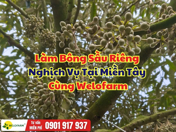 🌸 Làm Bông Sầu Riêng Nghịch Vụ Tại Miền Tây Cùng Welofarm