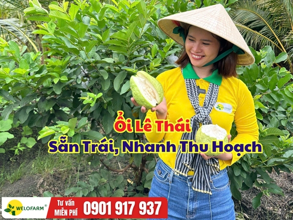 Ổi Lê Thái Hàng Cây Lỡ Trung – Sẵn Trái, Nhanh Thu Hoạch, Dễ Chăm Sóc