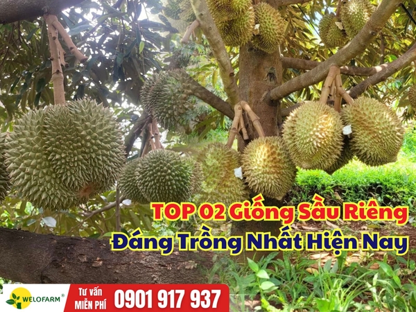 Sầu Riêng Black Thorn Hay Sầu Riêng Thái? Đâu Là Giống Đáng Đầu Tư Hiện Nay?