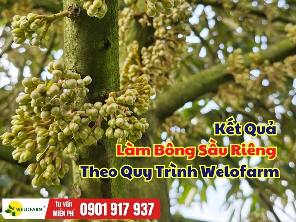 🌸 Kết Quả Làm Bông Sầu Riêng Theo Quy Trình Welofarm