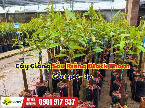 Cây Giống Sầu Riêng Black Thorn Gốc 2p6 – 3p: Cây Khỏe, Gốc Đẹp, Mức Đầu Tư Hợp Lý