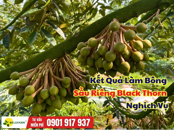 🌸 Kết Quả Làm Bông Sầu Riêng Black Thorn Nghịch Vụ