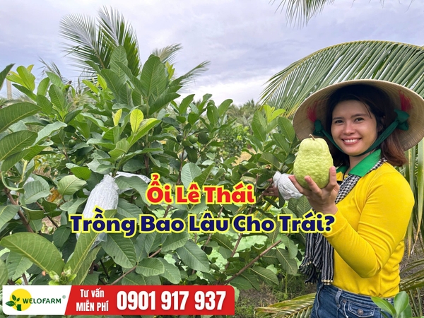 Ổi Lê Thái Trồng Bao Lâu Cho Trái? Khi Nào Có Thể Bắt Đầu Thu Hoạch?