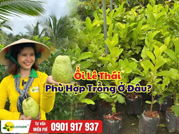 Ổi Lê Thái Trồng Được Ở Đâu? Điều Kiện Đất Trồng Và Cách Chăm Sóc Hiệu Quả