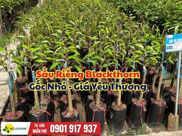 Cây Giống Sầu Riêng Blackthorn Gốc 2p2 – 2p6: Cây Khỏe, Giá Hợp Lý