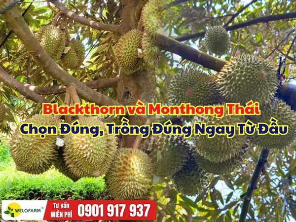 Sầu Riêng Blackthorn và Monthong Thái – Chọn Đúng, Trồng Đúng Ngay Từ Đầu