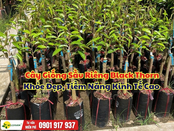 Cây Giống Sầu Riêng Black Thorn Khỏe Đẹp, Tiềm Năng Kinh Tế Cao