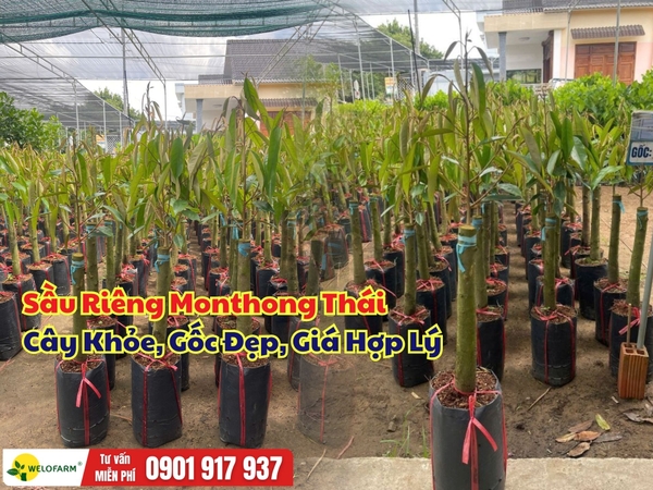 Sầu Riêng Monthong Thái – Cây Khỏe, Gốc Đẹp, Giá Hợp Lý