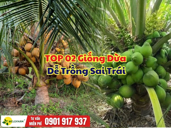 TOP 02 Giống Dừa Dễ Trồng Sai Trái