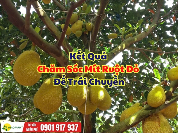 🌸 KẾT QUẢ CHĂM SÓC MÍT RUỘT ĐỎ ĐỂ TRÁI CHUYỀN TẠI TÂY NINH