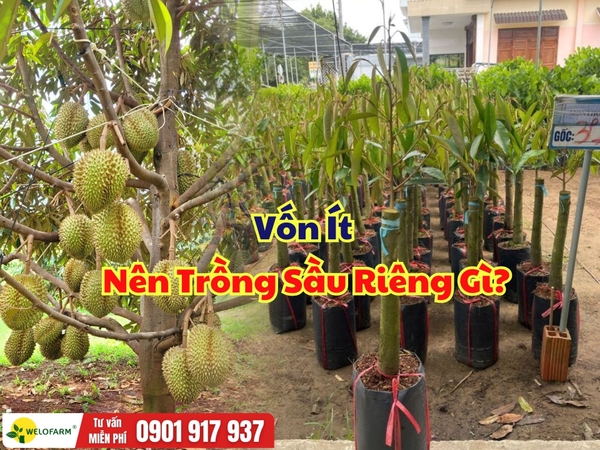 Vốn Ít Nên Trồng Giống Sầu Riêng Nào?