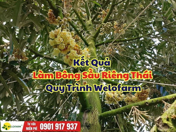 🌸 KẾT QUẢ LÀM BÔNG SẦU RIÊNG THÁI THEO QUY TRÌNH WELOFARM