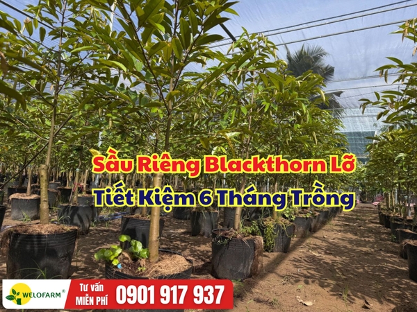 Sầu Riêng Blackthorn Lỡ – Giải Pháp Rút Ngắn Thời Gian Kiến Thiết Vườn
