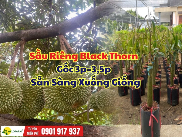 Sầu Riêng Black Thorn Gốc 3–3,5 Phân – Cây Khỏe, Sẵn Sàng Xuống Giống