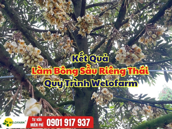 🌸 KẾT QUẢ LÀM BÔNG SẦU RIÊNG THÁI 4,5 NĂM TUỔI QUY TRÌNH WELOFARM