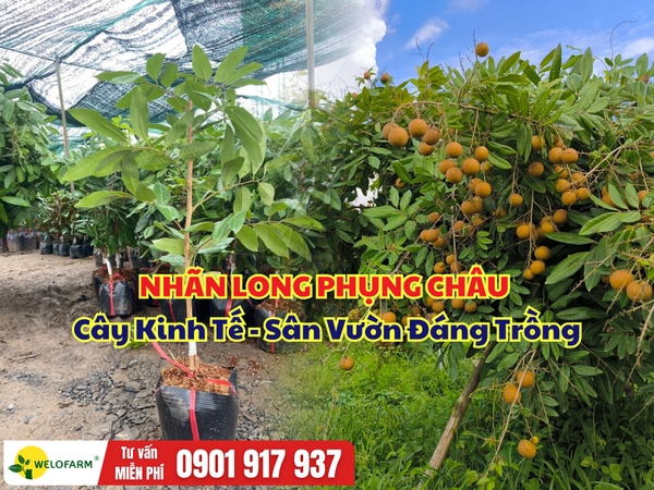 Nhãn Long Phụng Châu – Giống Nhãn Kinh Tế, Sân Vườn Đáng Trồng