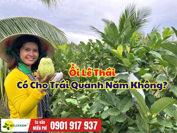 Ổi Lê Thái Có Cho Trái Quanh Năm Không? Giải Đáp Chi Tiết Cho Nhà Vườn
