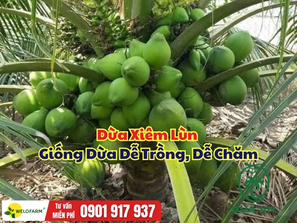 Dừa Xiêm Lùn – Giống Dừa Dễ Trồng, Dễ Chăm, Đáng Đầu Tư