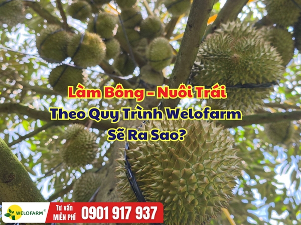 🌸 Làm Bông – Nuôi Trái Theo Quy Trình Welofarm Sẽ Ra Sao?