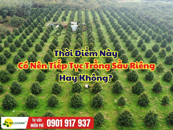 Có Nên Tiếp Tục Trồng Sầu Riêng Thời Điểm Này?