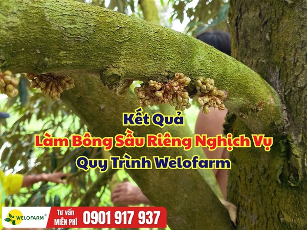 🌸 KẾT QUẢ LÀM BÔNG SẦU RIÊNG THEO QUY TRÌNH WELOFARM