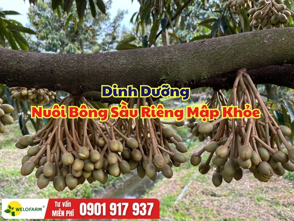 Dinh Dưỡng Nuôi Bông Sầu Riêng Mập Khỏe – Cuống Dẻo Dai