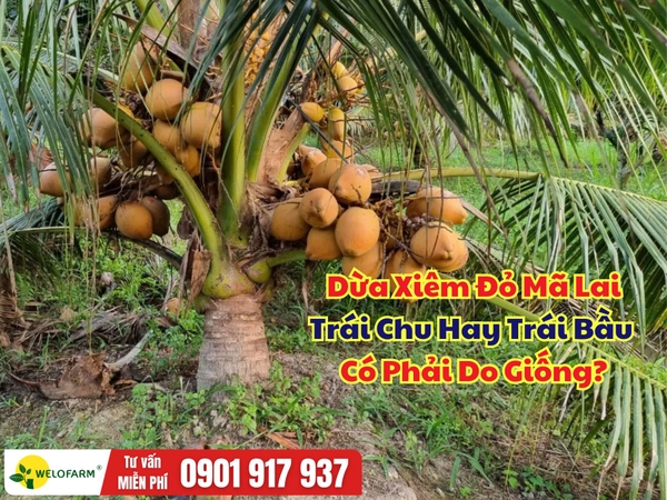 Dừa Xiêm Đỏ Mã Lai – Trái Chu Hay Trái Bầu Có Phải Do Giống?
