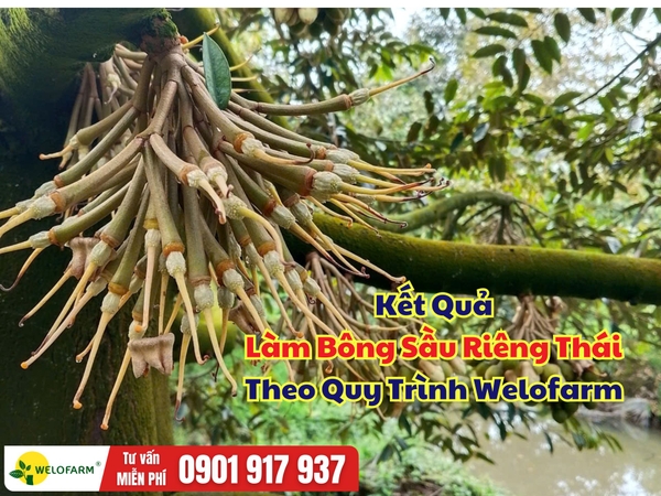🌸 KẾT QUẢ LÀM BÔNG SẦU RIÊNG THÁI THEO QUY TRÌNH WELOFARM