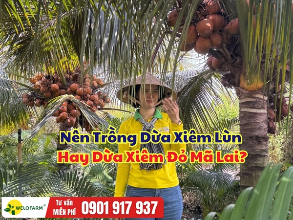 Dừa Xiêm Đỏ Mã Lai Có Gì Nổi Bật? Nên Trồng Dừa Xiêm Lùn Hay Dừa Xiêm Đỏ Mã Lai?