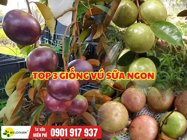 TOP 3 GIỐNG VÚ SỮA NGON – 3 GIỐNG CHỦ LỰC TẠI WELOFARM