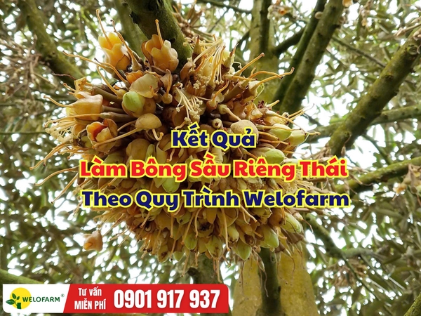 🌸 KẾT QUẢ LÀM BÔNG SẦU RIÊNG THÁI THEO QUY TRÌNH WELOFARM