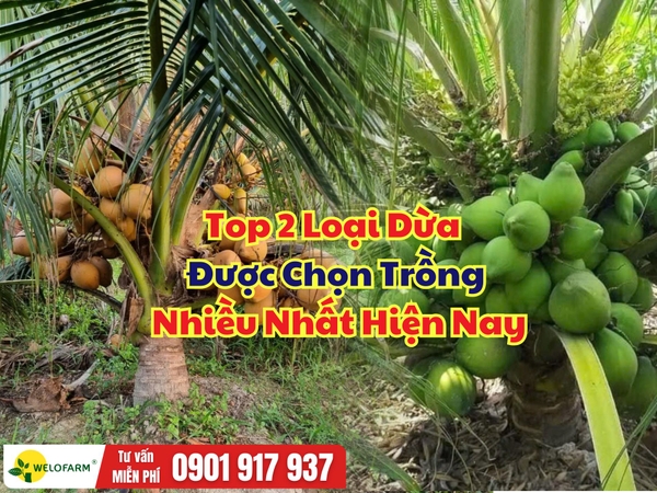 TOP 2 LOẠI DỪA ĐƯỢC CHỌN TRỒNG NHIỀU NHẤT HIỆN NAY