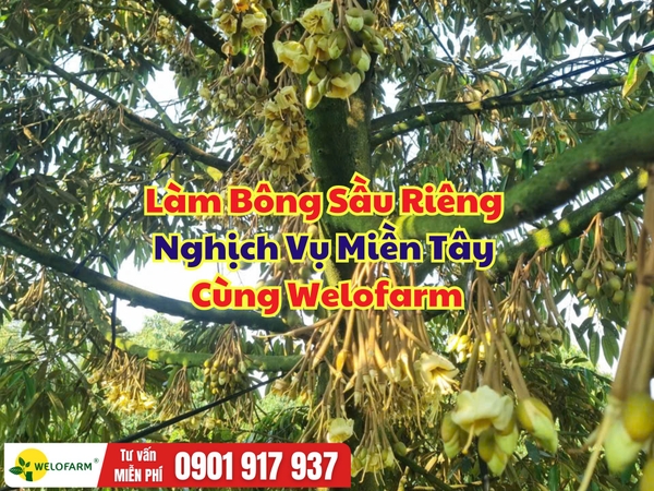 🌸 LÀM BÔNG SẦU RIÊNG NGHỊCH VỤ MIỀN TÂY CÙNG WELOFARM