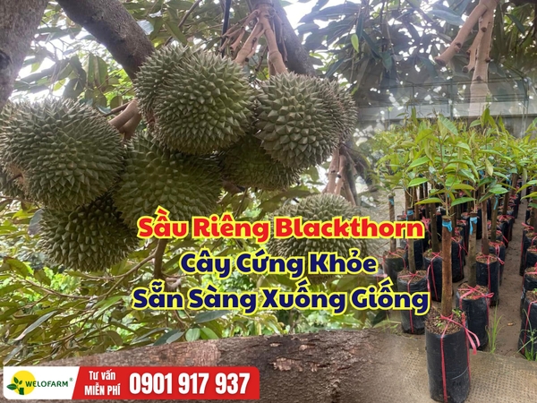 Sầu Riêng Blackthorn Gốc 3–3,5 Phân – Cây Cứng, Khỏe, Sẵn Sàng Xuống Giống