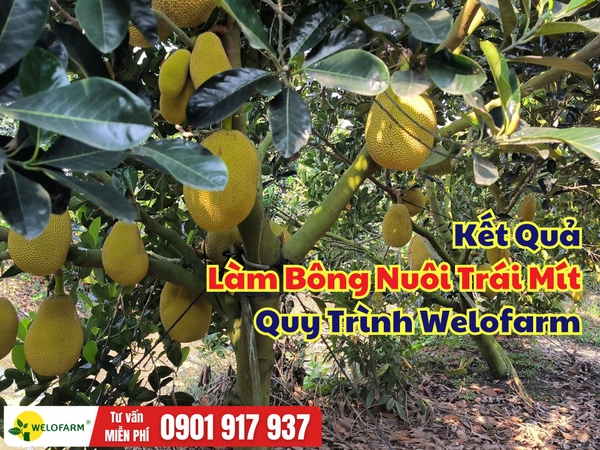 🌱 KẾT QUẢ LÀM BÔNG – NUÔI TRÁI MÍT THEO QUY TRÌNH WELOFARM