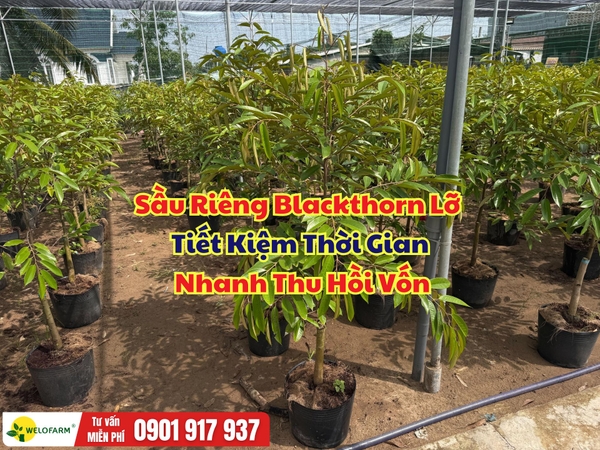 SẦU RIÊNG BLACKTHORN LỠ – TIẾT KIỆM THỜI GIAN, NHANH THU HỒI VỐN
