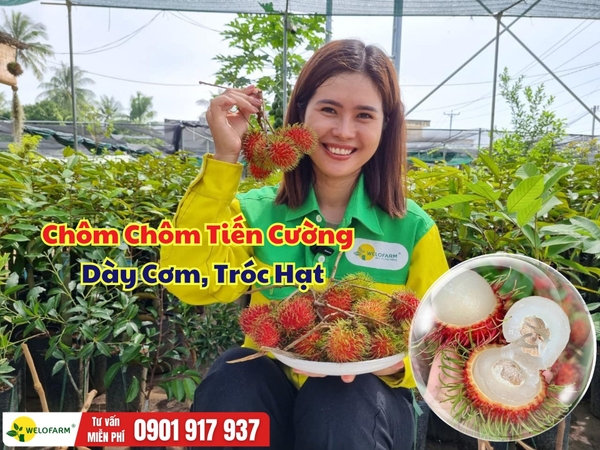  Chôm Chôm Tiến Cường – TOP 01 Giống Chôm Chôm Được Chuộng Trồng Nhất Tại Welofarm