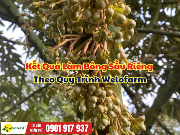 🌸 KẾT QUẢ LÀM BÔNG SẦU RIÊNG THEO QUY TRÌNH WELOFARM